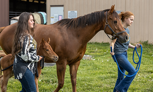 Students working with horses.