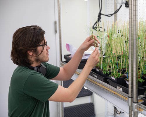 Student in lab with plants.