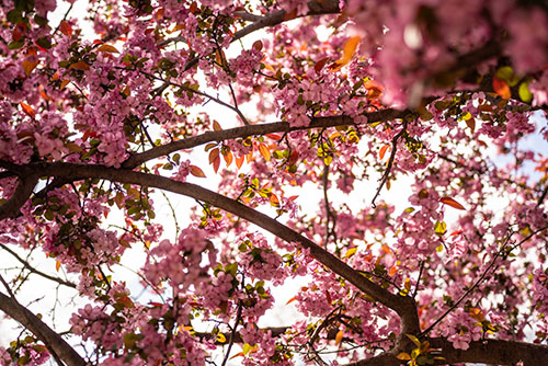 Pink spring flowers on tree.