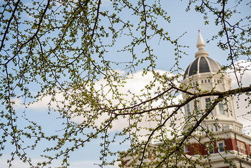 Spring buds with Jesse Hall in background.
